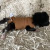 Kittenromper Jompie - maat 0 (voor kittens van 85 tot 200 gram) - Afbeelding 2