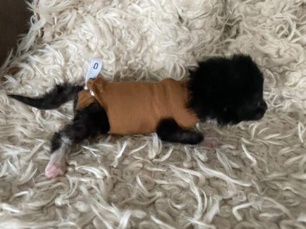 Kittenromper Jompie - maat 1 (voor kittens van 200 tot 350 gram) - Afbeelding 2